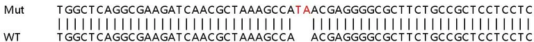 Sanger Sequencing - Human BAG2 knockout HeLa cell line (AB265907)