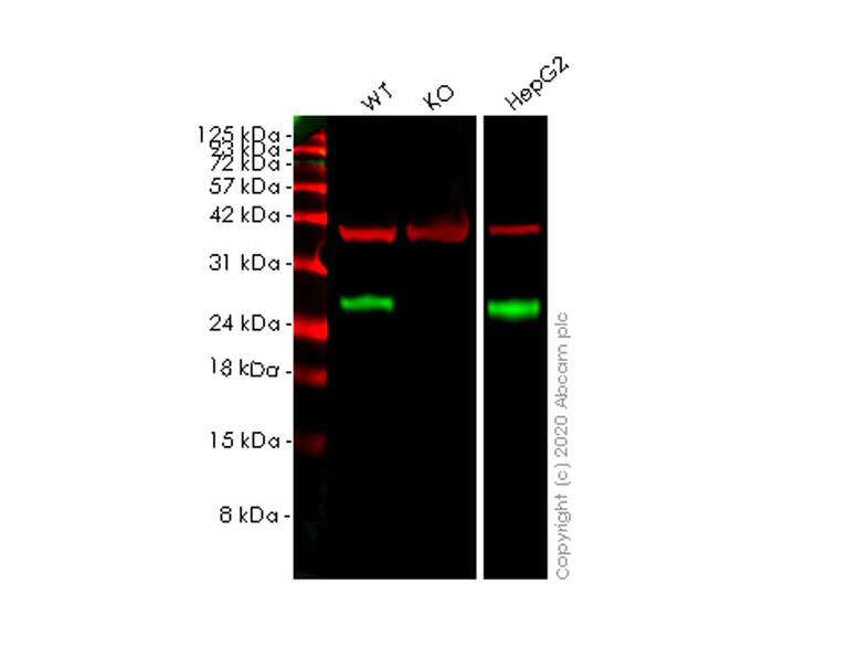 Western blot - Human BAG2 knockout HeLa cell lysate (AB257369)