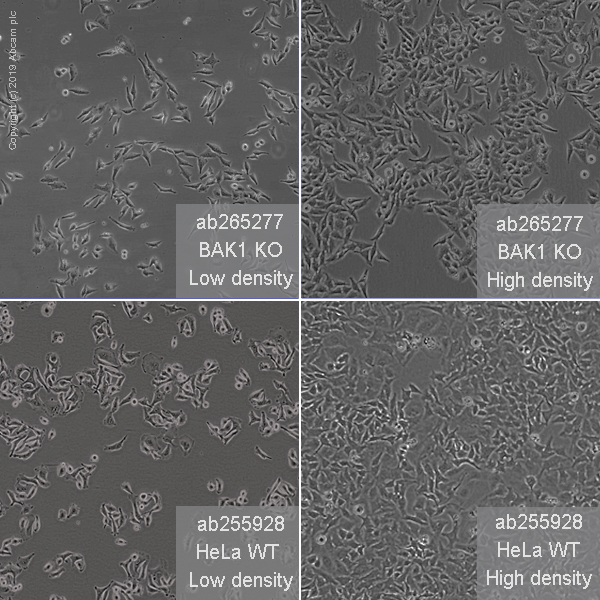 Cell Culture - Human BAK1 (Bak) knockout HeLa cell line (AB265277), expandable thumbnail