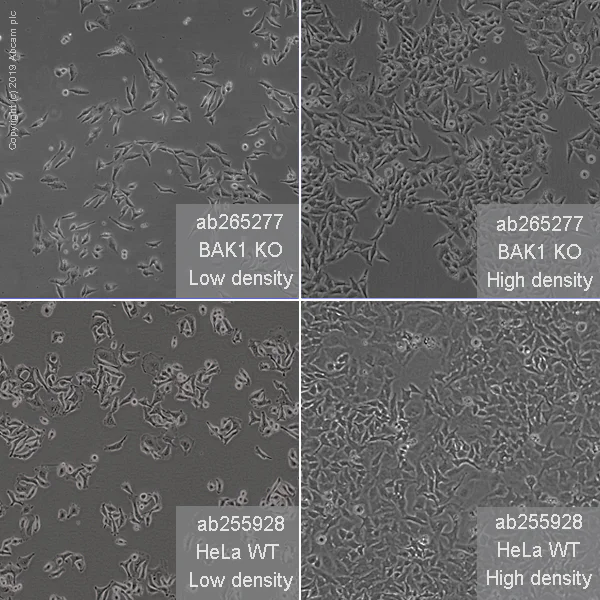Cell Culture - Human BAK1 (Bak) knockout HeLa cell line (AB265277)