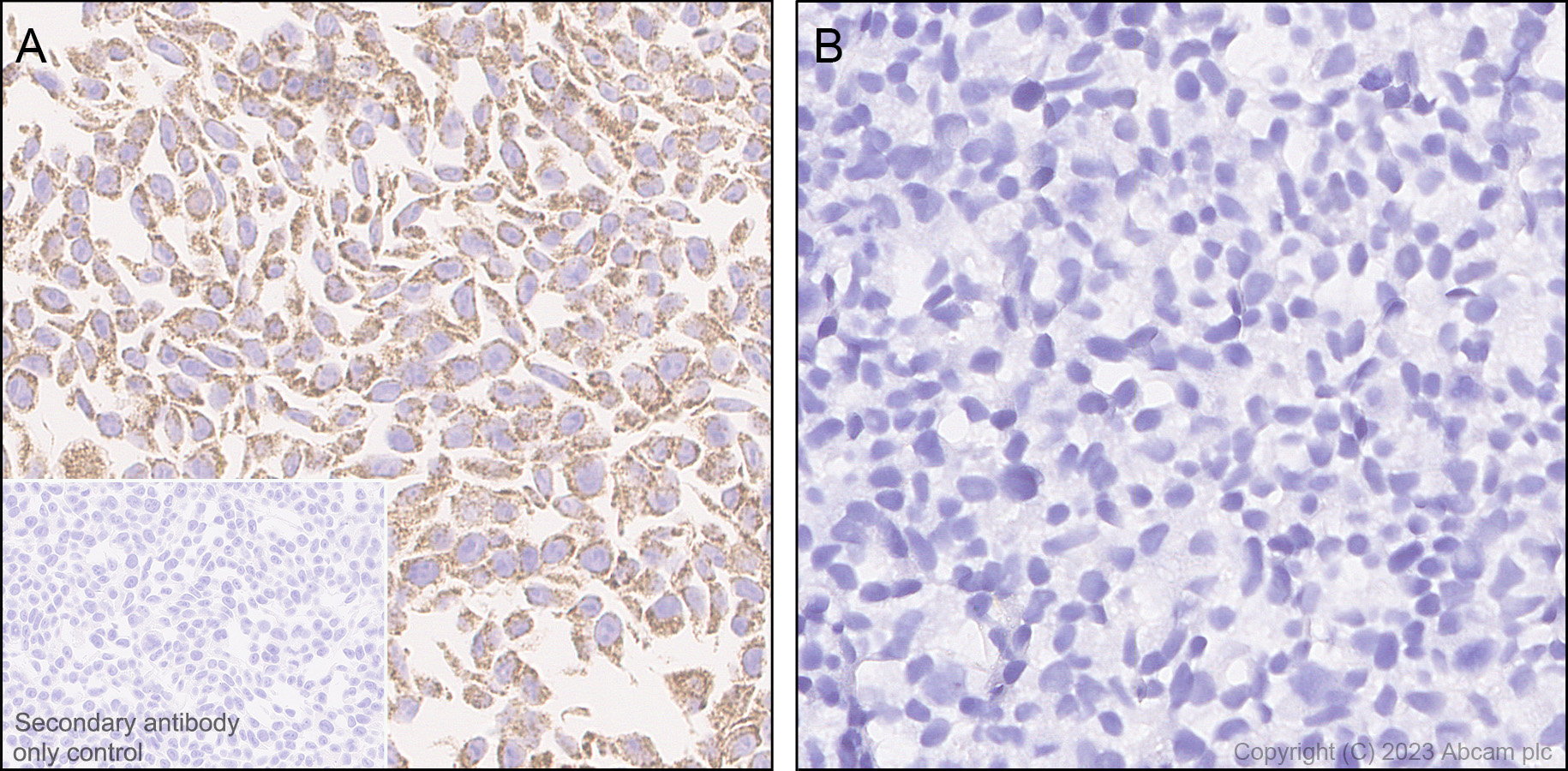 Immunohistochemistry (Formalin/PFA-fixed paraffin-embedded sections) - Human BAK1 (Bak) knockout HeLa cell line (ab265277), expandable thumbnail