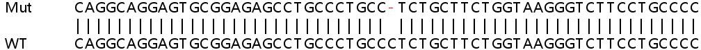 Sanger Sequencing - Human BAK1 (Bak) knockout HeLa cell line (ab265277), expandable thumbnail