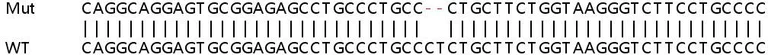 Sanger Sequencing - Human BAK1 (Bak) knockout HeLa cell line (AB265277)