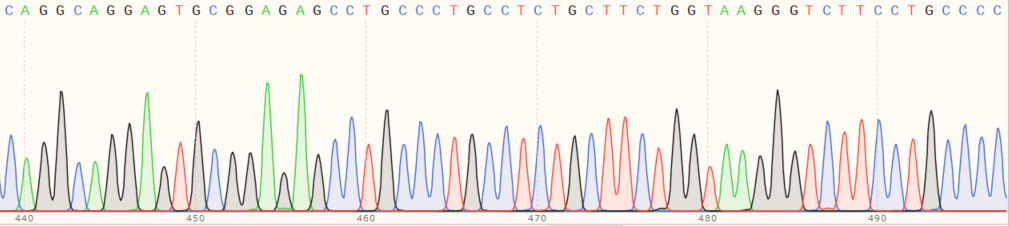 Sanger Sequencing - Human BAK1 (Bak) knockout HeLa cell line (ab265277), expandable thumbnail
