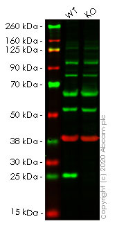 Western blot - Human BAK1 (Bak) knockout HeLa cell line (AB265277), expandable thumbnail