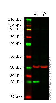 Western blot - Human BAK1 (Bak) knockout HeLa cell line (AB265277), expandable thumbnail