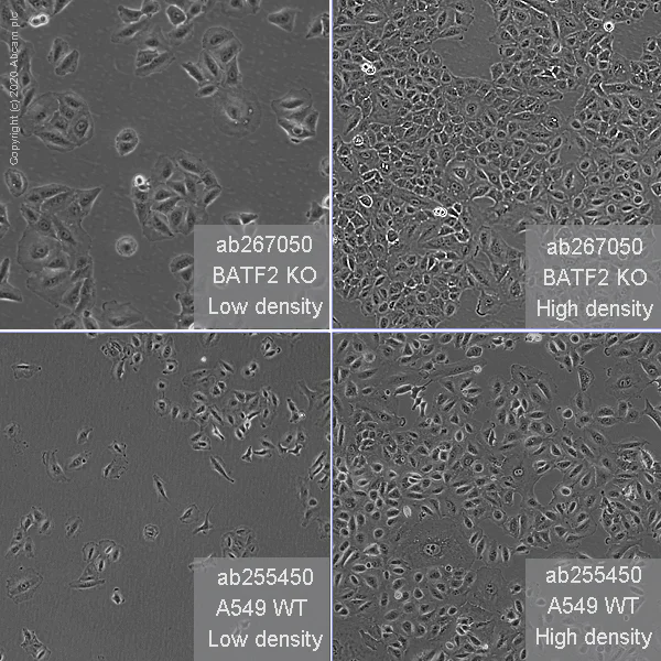 Cell Culture - Human BATF2 (SARI) knockout A549 cell line (AB267050)