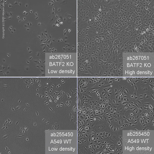 Cell Culture - Human BATF2 (SARI) knockout A549 cell line (AB267051)