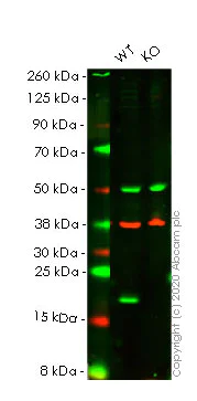 Western blot - Human BAX knockout HeLa cell line (AB255363)