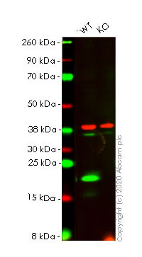 Western blot - Human BAX knockout HeLa cell lysate (AB263841)