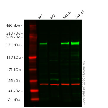 Western blot - Human BAZ1A (ACF1) knockout HeLa cell lysate (AB257856), expandable thumbnail