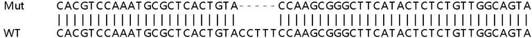 Sanger Sequencing - Human BAZ1B (WSTF) knockout HeLa cell line (AB264907)
