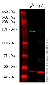 Western blot - Human BAZ1B (WSTF) knockout HeLa cell line (AB264907)