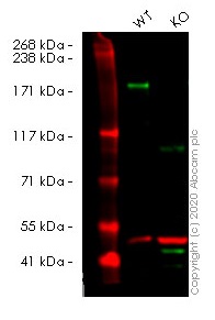 Western blot - Human BAZ1B (WSTF) knockout HeLa cell lysate (AB257370), expandable thumbnail