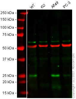 Western blot - Human BBC3 (PUMA) knockout HeLa cell lysate (AB256848)