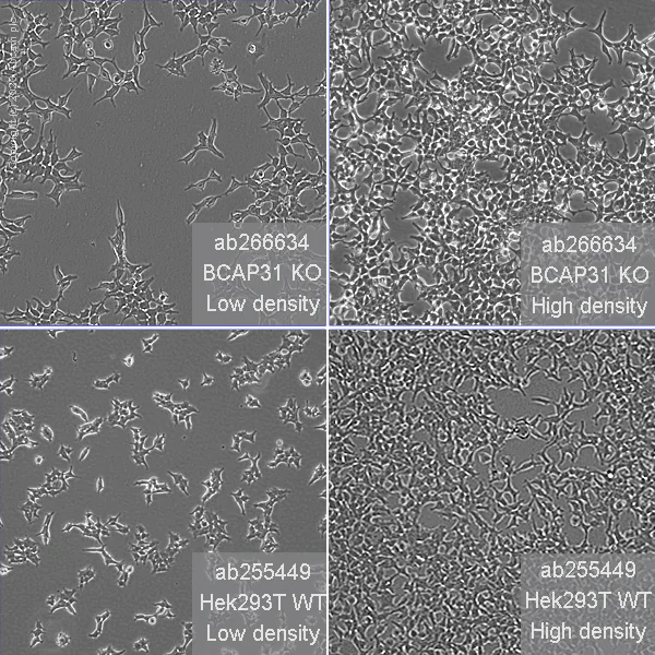 Cell Culture - Human BCAP31 (BAP31) knockout HEK-293T cell line (AB266634)