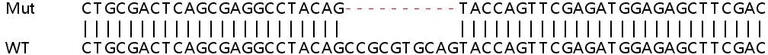 Sanger Sequencing - Human BCAR3 (NSP2) knockout HeLa cell line (AB265399)