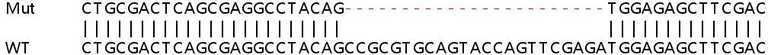 Sanger Sequencing - Human BCAR3 (NSP2) knockout HeLa cell line (AB265399)