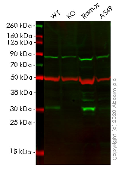 Human BCL10 knockout HeLa cell line
