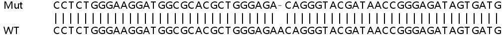Sanger Sequencing - Human BCL2 knockout HeLa cell line (AB255364), expandable thumbnail
