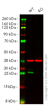 Western blot - Human BCL2 knockout HeLa cell line (AB255364), expandable thumbnail