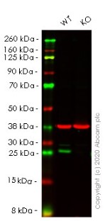 Western blot - Human BCL2 knockout HeLa cell line (AB255364), expandable thumbnail