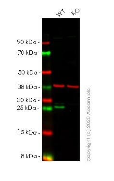 Western blot - Human BCL2 knockout HeLa cell line (AB255364), expandable thumbnail