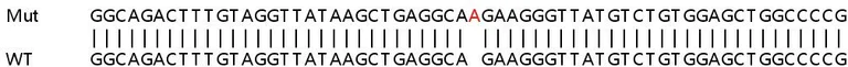 Sanger Sequencing - Human BCL2L2 knockout HeLa cell line (AB265368)