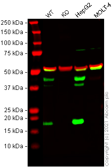 Western blot - Human BCL2L2 knockout HeLa cell line (AB265368), expandable thumbnail