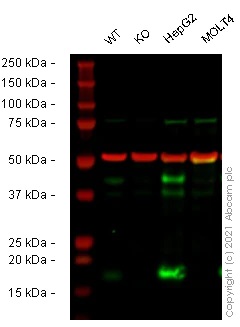 Western blot - Human BCL2L2 knockout HeLa cell line (AB265368), expandable thumbnail