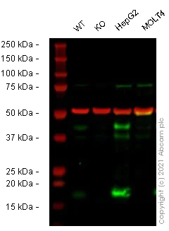 Western blot - Human BCL2L2 knockout HeLa cell lysate (AB258325)