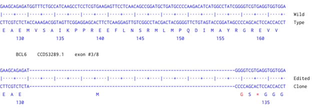 Human BCL6 knockout HCT116 cell line