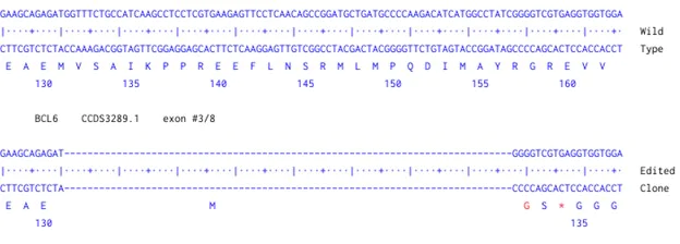 Next Generation Sequencing - Human BCL6 knockout HCT116 cell line (AB287234)