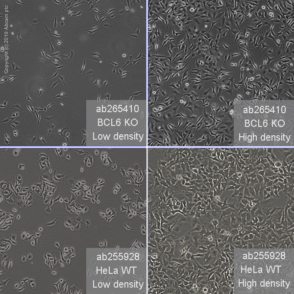 Cell Culture - Human BCL6 knockout HeLa cell line (AB265410), expandable thumbnail