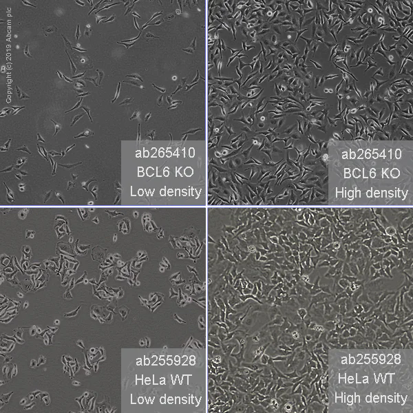 Cell Culture - Human BCL6 knockout HeLa cell line (AB265410)