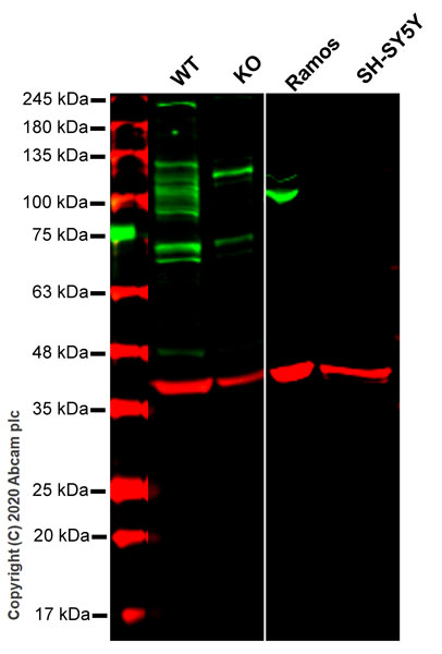 Western blot - Human BCL6 knockout HeLa cell line (AB265410), expandable thumbnail