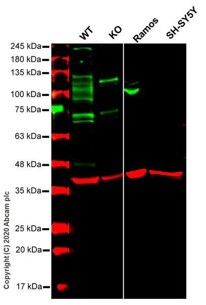 Western blot - Human BCL6 knockout HeLa cell line (AB265410)