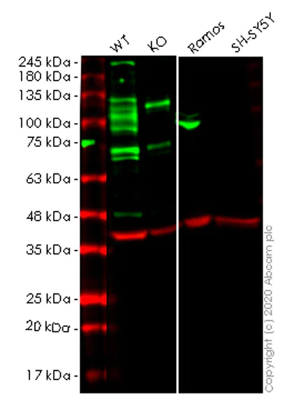 Western blot - Human BCL6 knockout HeLa cell lysate (AB257178)
