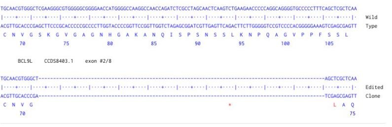 Sanger Sequencing - Human BCL9L Knockout A549 cell line (AB324209), expandable thumbnail
