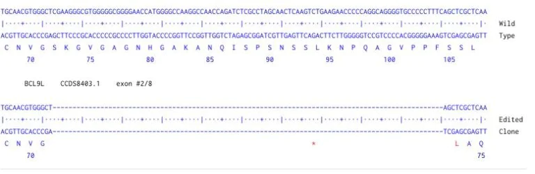 Sanger Sequencing - Human BCL9L Knockout A549 cell line (AB324209)