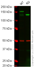 Western blot - Human BCR knockout HEK-293T cell lysate (AB257858)