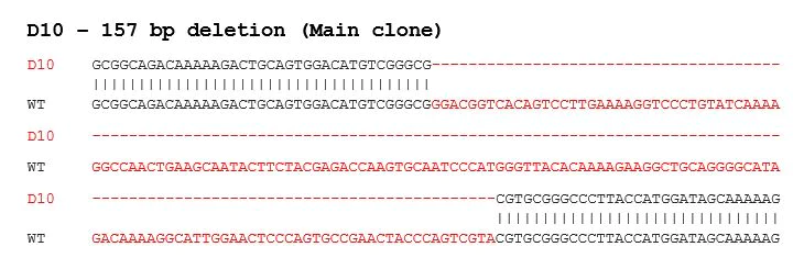 Sanger Sequencing - Human BDNF knockout SH-SY5Y cell line (AB280080)