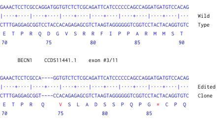 Next Generation Sequencing - Human BECN1 (Beclin 1) knockout HeLa cell line (AB262511)