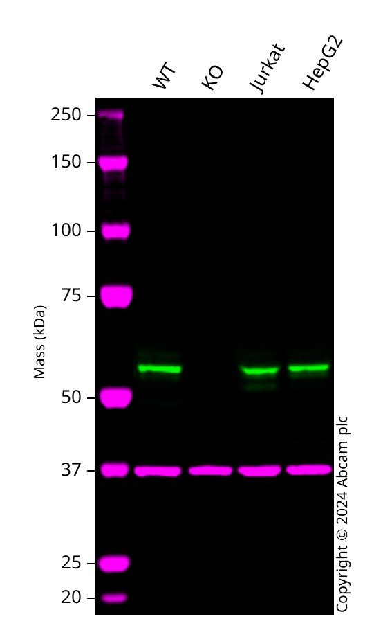 Western blot - Human BECN1 (Beclin 1) knockout HeLa cell line (AB262511), expandable thumbnail