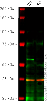Western blot - Human BECN1 (Beclin 1) knockout HeLa cell line (AB262511), expandable thumbnail
