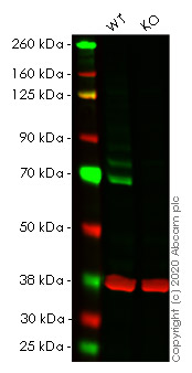 Western blot - Human BIRC2 (cIAP1) knockout HeLa cell line (AB265896), expandable thumbnail