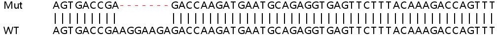 Sanger Sequencing - Human BLVRA (BVR) knockout HEK-293T cell line (AB266444)