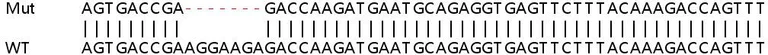 Sanger Sequencing - Human BLVRA (BVR) knockout HEK-293T cell lysate (AB258329)