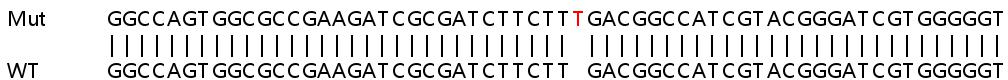Sanger Sequencing - Human BLVRB (FLR) knockout HEK-293T cell lysate (AB263111), expandable thumbnail