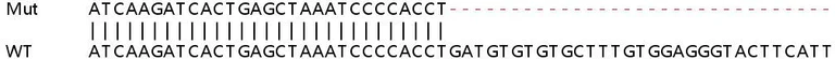 Sanger Sequencing - Human BMI1 knockout HEK-293T cell line (AB266514)